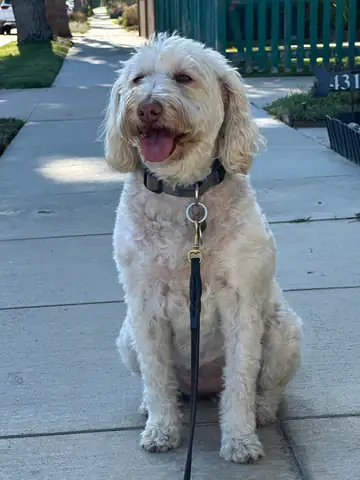 Cream doodle sitting on a sidewalk on a leash, Long Beach dog walker