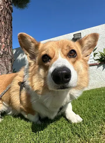 Corgi lying on grass in front of a white building, Long Beach dog walker